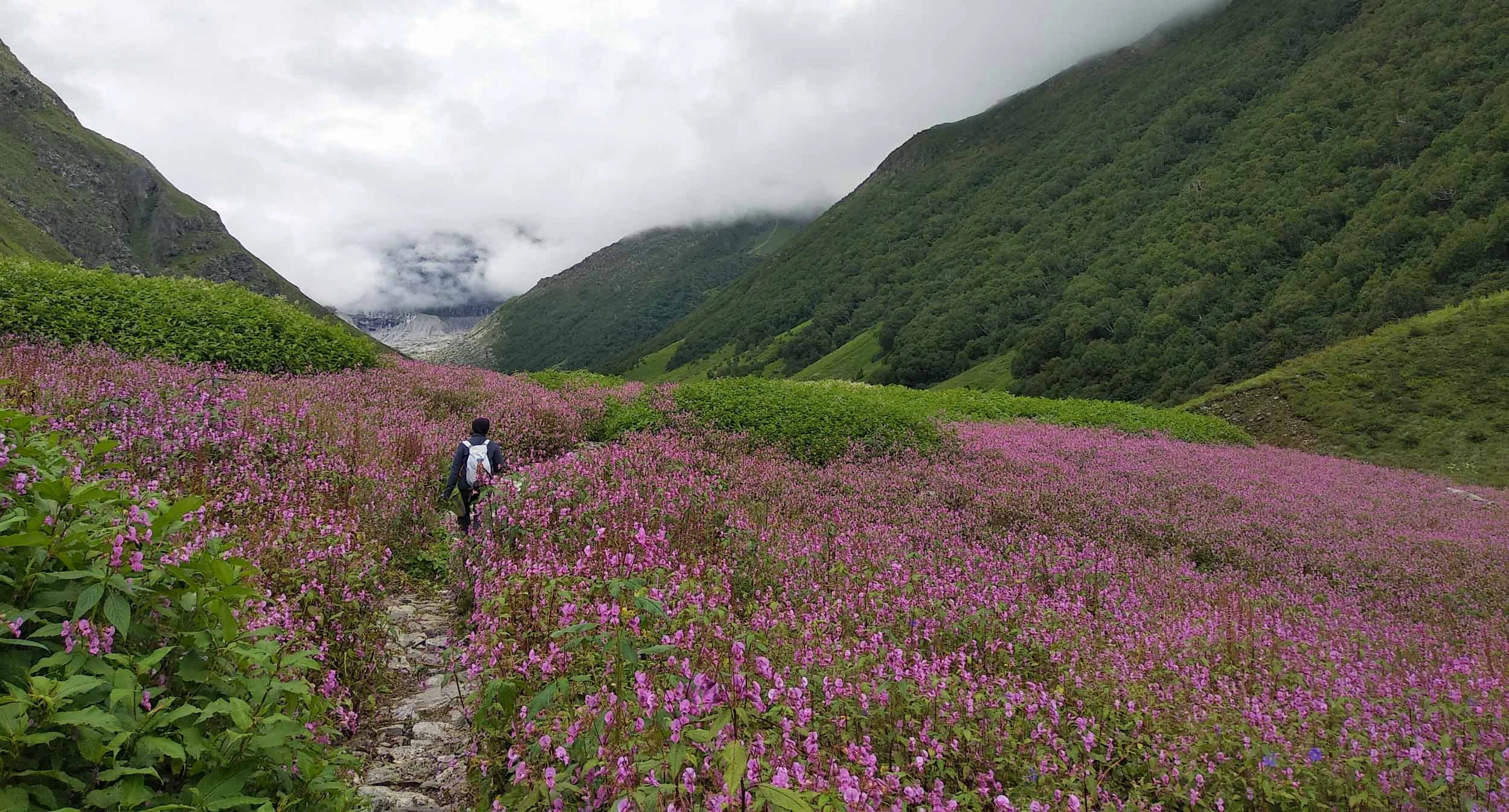 Beautiful colorful flowers blooming in Valley of Flowers National Park Uttarakhand