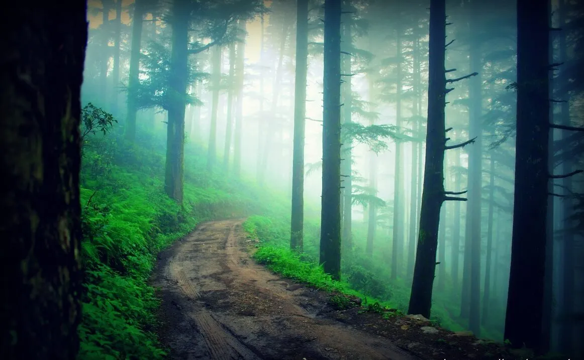 Kaudia Forest